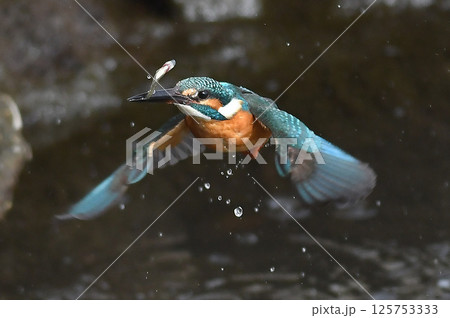 カワセミ飛翔 125753333