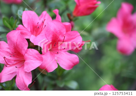 ツツジ つつじ 躑躅 125753411