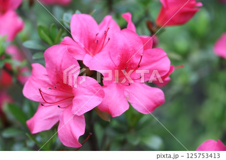ツツジ つつじ 躑躅 125753413