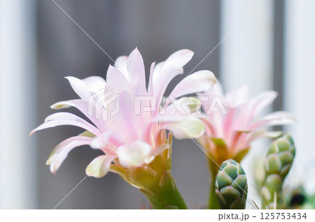 Gymnocalycium ,Gymnocalycium mihanovichii or gymnocalycium mihanovichii variegated with flower or cactus flower 125753434