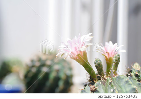 Gymnocalycium ,Gymnocalycium mihanovichii or gymnocalycium mihanovichii variegated with flower or cactus flower Gymnocalycium ,Gymnocalycium mihanovichii or gymnocalycium mihanovichii variegated with flower or cactus flower 125753435