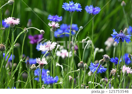 ヤグルマギク（矢車菊） 125753546