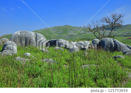 【福岡県】三笠台から見た新緑の平尾台カルスト 125753654