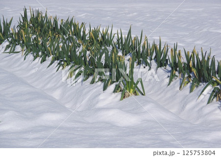 積雪の中で熟成するネギのの様子 積雪の中で熟成するネギのの様子 125753804