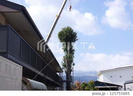 育ちすぎて大木になっいた木を伐採す様子 125753805