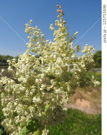 ルバーブの花 ルバーブの花 125753896