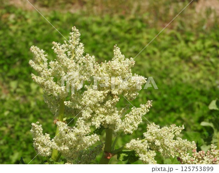 ルバーブの花 ルバーブの花 125753899