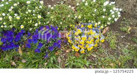 こじま花の会花畑のビオラの花と白いノースポールの花 こじま花の会花畑のビオラの花と白いノースポールの花 125754225
