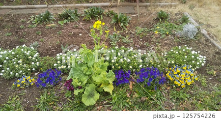 こじま花の会花畑のビオラの花と白いノースポールの花と菜花 125754226