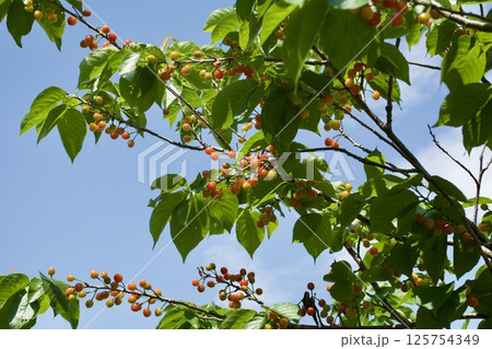 サクランボの木 125754349