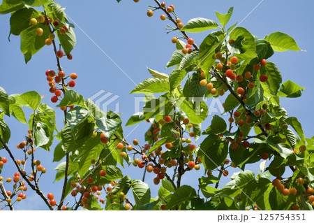 サクランボの木 125754351