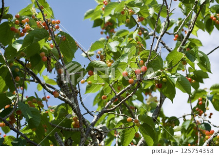 サクランボの木 125754358