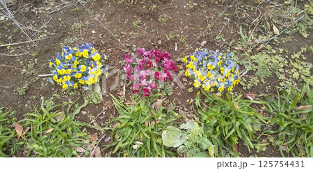 ピンクと黄色空色のビオラの花 ピンクと黄色空色のビオラの花 125754431