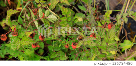 Wild raspberry in high altitude forest 125754480