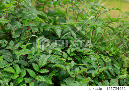Wild raspberry in high altitude forest 125754482