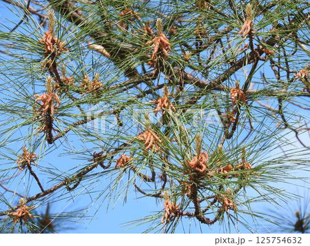 テーダ松の花 125754632
