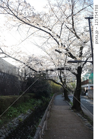 桜の季節の六郷用水(東京都大田区) 桜の季節の六郷用水(東京都大田区) 125754788