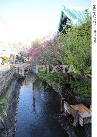 桜の季節の六郷用水（東京都大田区） 125754794
