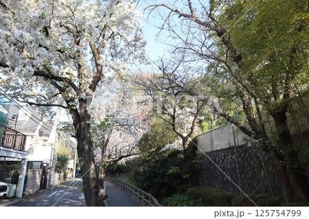 桜の季節の六郷用水(東京都大田区) 桜の季節の六郷用水(東京都大田区) 125754799