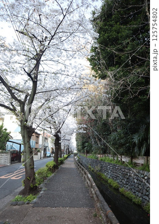 桜の季節の六郷用水（東京都大田区） 125754802