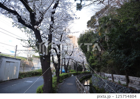 桜の季節の六郷用水(東京都大田区) 桜の季節の六郷用水(東京都大田区) 125754804