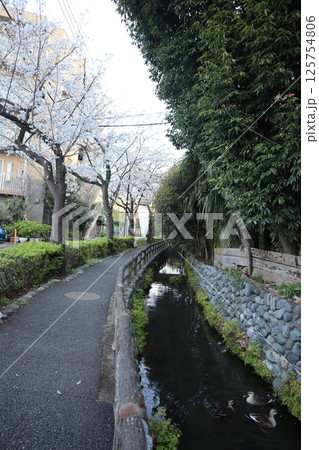 桜の季節の六郷用水（東京都大田区） 125754806