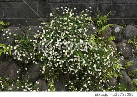 石垣に咲く白い花 石垣に咲く白い花 125755089