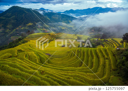 Aerial drone view of rice terrace field in the mist, northern of Vietnam Aerial drone view of rice terrace field in the mist, northern of Vietnam 125755097