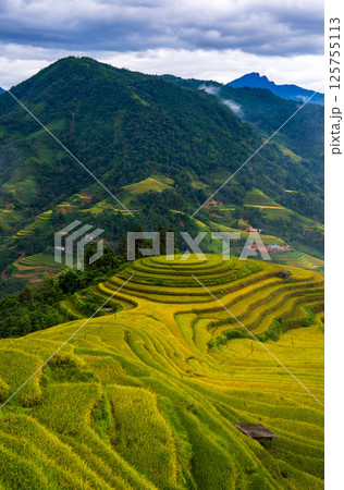Aerial drone view of rice terrace field in the mist, northern of Vietnam 125755113
