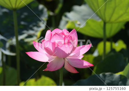 仏教と縁の深いハスの花 125755160