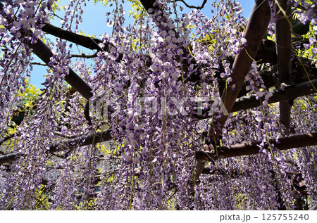 埼玉県本庄市児玉町高柳の長泉寺 藤の花 薄紫色のシャワー 埼玉県本庄市児玉町高柳の長泉寺 藤の花 薄紫色のシャワー 125755240