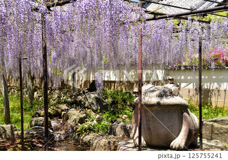 埼玉県本庄市児玉町高柳の長泉寺 藤の花 薄紫色のシャワー 埼玉県本庄市児玉町高柳の長泉寺 藤の花 薄紫色のシャワー 125755241