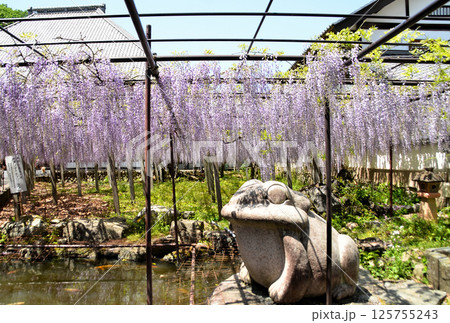 埼玉県本庄市児玉町高柳の長泉寺　藤の花　薄紫色のシャワー 125755243