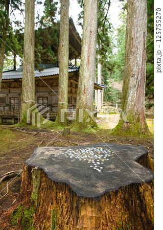 高野山 中門再建用に利用された檜の切株 和歌山県 高野山 中門再建用に利用された檜の切株 和歌山県 125755270