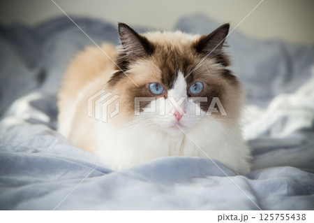 cat lying on bed and resting, breed Ragdoll cat lying on bed and resting, breed Ragdoll 125755438