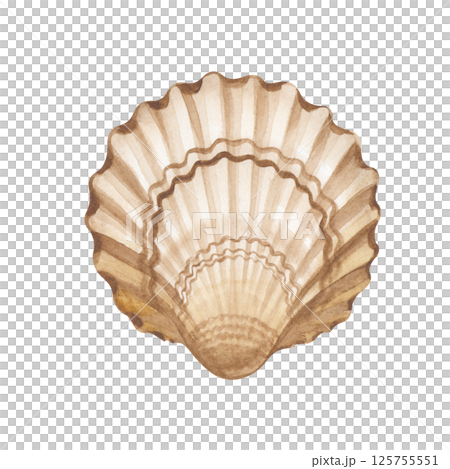 Hand-painted watercolor seashell on a white background. Watercolor illustration. Isolated. Marine theme. 125755551