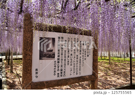 埼玉県本庄市児玉町高柳の長泉寺 藤の花 薄紫色のシャワー 埼玉県本庄市児玉町高柳の長泉寺 藤の花 薄紫色のシャワー 125755565