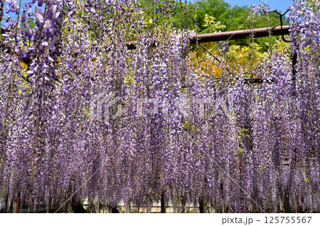 埼玉県本庄市児玉町高柳の長泉寺 藤の花 薄紫色のシャワー 埼玉県本庄市児玉町高柳の長泉寺 藤の花 薄紫色のシャワー 125755567