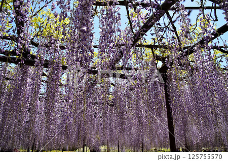 埼玉県本庄市児玉町高柳の長泉寺　藤の花　薄紫色のシャワー 125755570