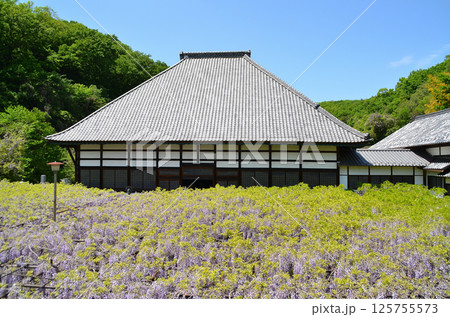 埼玉県本庄市児玉町高柳の長泉寺 藤の花 薄紫色のシャワー 埼玉県本庄市児玉町高柳の長泉寺 藤の花 薄紫色のシャワー 125755573