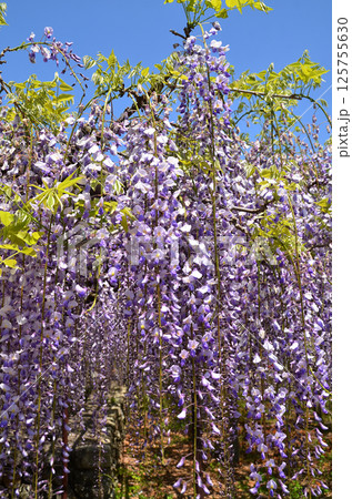 埼玉県本庄市児玉町高柳の長泉寺　藤の花　薄紫色のシャワー 125755630