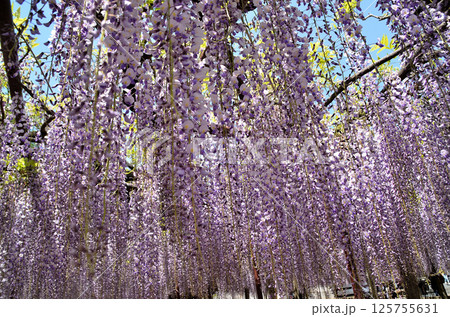 埼玉県本庄市児玉町高柳の長泉寺　藤の花　薄紫色のシャワー 125755631