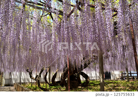 埼玉県本庄市児玉町高柳の長泉寺 藤の花 薄紫色のシャワー 埼玉県本庄市児玉町高柳の長泉寺 藤の花 薄紫色のシャワー 125755633