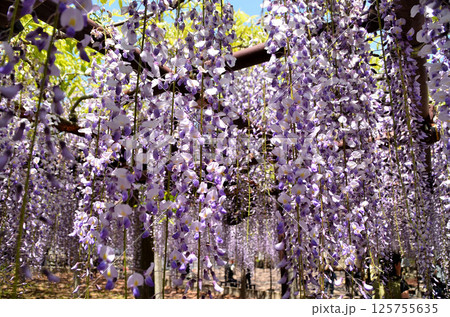 埼玉県本庄市児玉町高柳の長泉寺　藤の花　薄紫色のシャワー 125755635