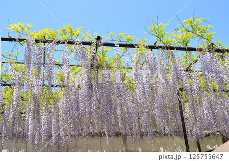埼玉県本庄市児玉町高柳の長泉寺　藤の花　薄紫色のシャワー 125755647