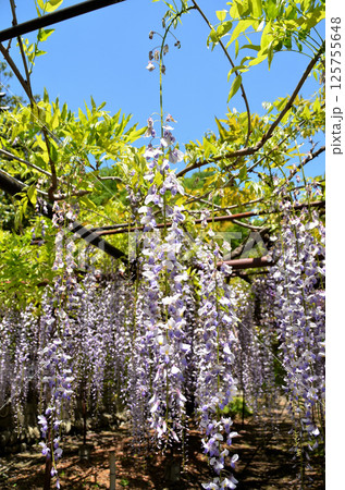 埼玉県本庄市児玉町高柳の長泉寺　藤の花　薄紫色のシャワー 125755648