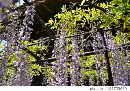 埼玉県本庄市児玉町高柳の長泉寺 藤の花 薄紫色のシャワー 埼玉県本庄市児玉町高柳の長泉寺 藤の花 薄紫色のシャワー 125755650