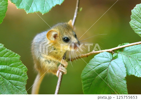 Adorable hazel dormouse in summer 125755653