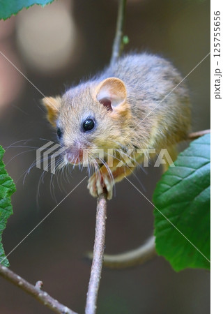 Adorable hazel dormouse in summer 125755656