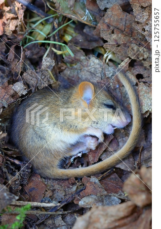 Adorable hazel dormouse in summer 125755657